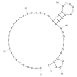 Secondary Structure - Anti-Thrombin Aptamer [Aptamer 2] (Biotin) (A321131) - Antibodies.com