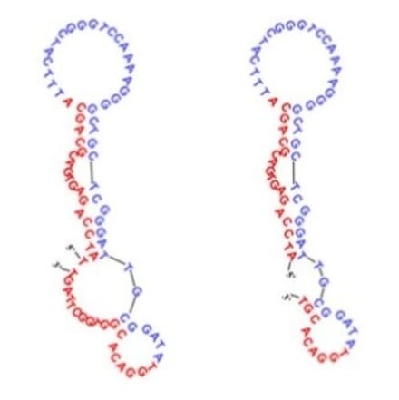 Secondary Structure - Anti-SARS-CoV-2 Spike Glycoprotein RBD Aptamer (Biotin) (A321132) - Antibodies.com