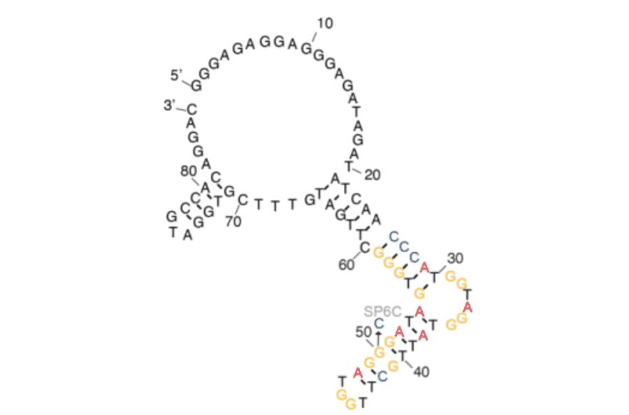 Secondary Structure - Anti-SARS-CoV-2 Spike Glycoprotein RBD Aptamer (Biotin) (A321138) - Antibodies.com