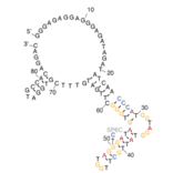 Secondary Structure - Anti-SARS-CoV-2 Spike Glycoprotein RBD Aptamer (Biotin) (A321138) - Antibodies.com