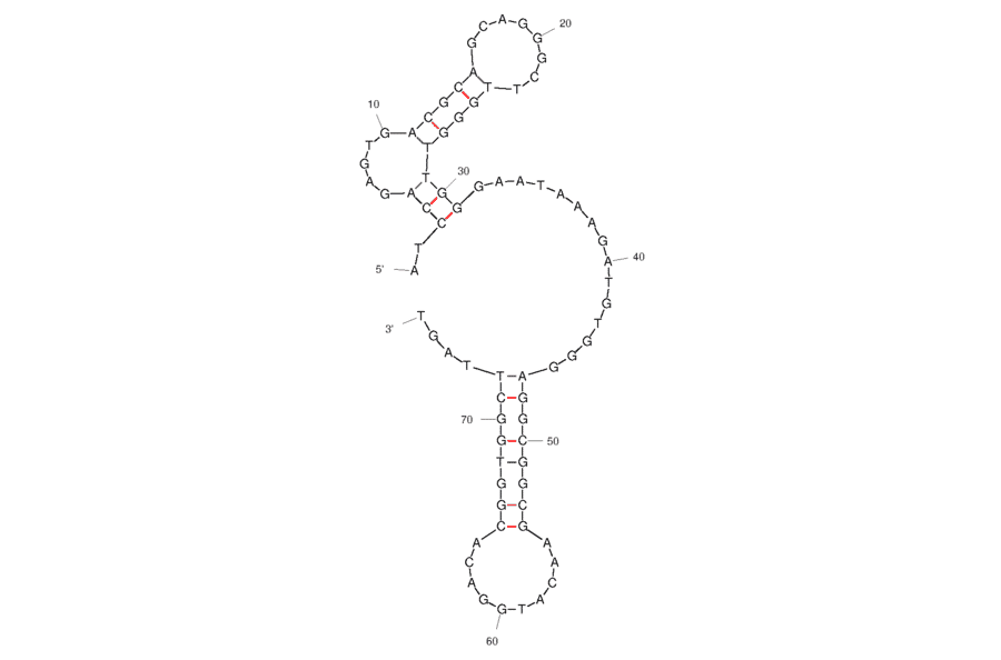 Secondary Structure - Anti-SARS-CoV-2 Spike Glycoprotein RBD Aptamer [Aptamer-6 ] (Biotin) (A321139) - Antibodies.com