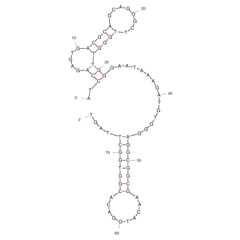 Secondary Structure - Anti-SARS-CoV-2 Spike Glycoprotein RBD Aptamer [Aptamer-6 ] (Biotin) (A321139) - Antibodies.com