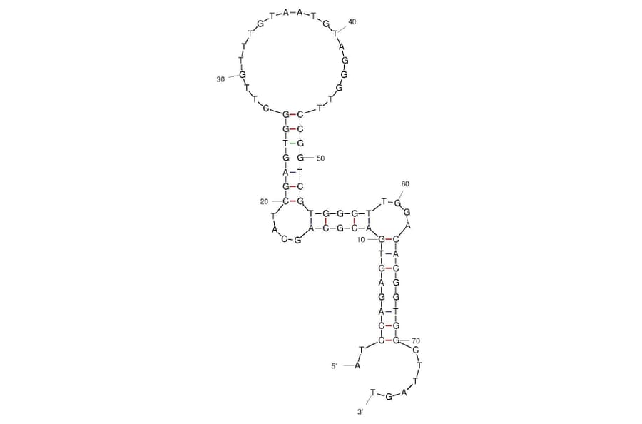 Secondary Structure - Anti-SARS-CoV-2 Spike Glycoprotein RBD Aptamer [Aptamer-1 ] (Biotin) (A321140) - Antibodies.com