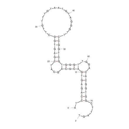 Secondary Structure - Anti-SARS-CoV-2 Spike Glycoprotein RBD Aptamer [Aptamer-1 ] (Biotin) (A321140) - Antibodies.com