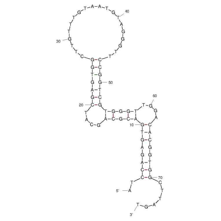 Secondary Structure - Anti-SARS-CoV-2 Spike Glycoprotein RBD Aptamer [Aptamer-1 ] (Biotin) (A321140) - Antibodies.com
