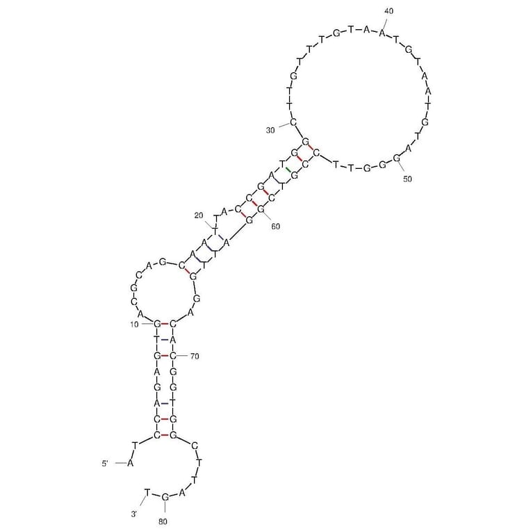 Secondary Structure - Anti-SARS-CoV-2 Spike Glycoprotein RBD Aptamer [Aptamer-2] (Biotin) (A321141) - Antibodies.com
