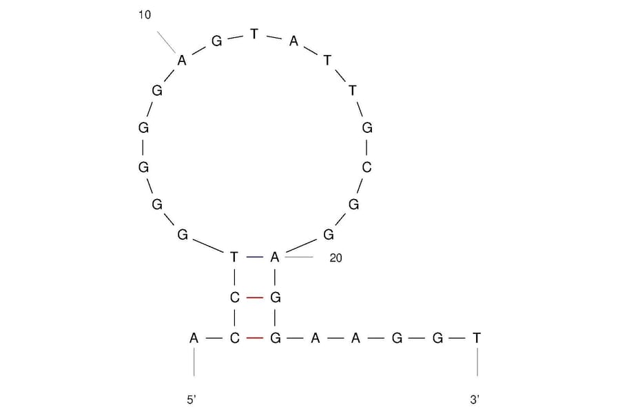 Secondary Structure - Anti-Adenosine Aptamer (Biotin) (A321142) - Antibodies.com