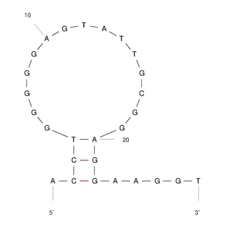 Secondary Structure - Anti-Adenosine Aptamer (Biotin) (A321142) - Antibodies.com