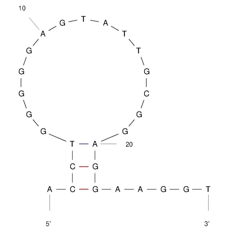 Secondary Structure - Anti-Adenosine Aptamer (Biotin) (A321142) - Antibodies.com