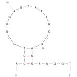 Secondary Structure - Anti-Adenosine Aptamer (Biotin) (A321142) - Antibodies.com