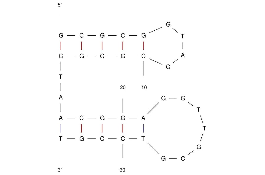Secondary Structure - Anti-Transferrin Receptor + EpCAM Aptamer [TEPP] (Biotin) (A321143) - Antibodies.com