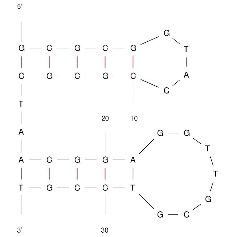 Secondary Structure - Anti-Transferrin Receptor + EpCAM Aptamer [TEPP] (Biotin) (A321143) - Antibodies.com