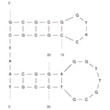 Secondary Structure - Anti-Transferrin Receptor + EpCAM Aptamer [TEPP] (Biotin) (A321143) - Antibodies.com