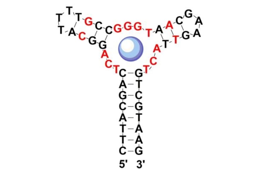 Secondary Structure - Anti-Methylenedioxypyrovalerone Aptamer (Biotin) (A321144) - Antibodies.com