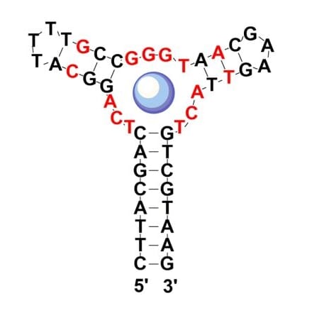 Secondary Structure - Anti-Methylenedioxypyrovalerone Aptamer (Biotin) (A321144) - Antibodies.com