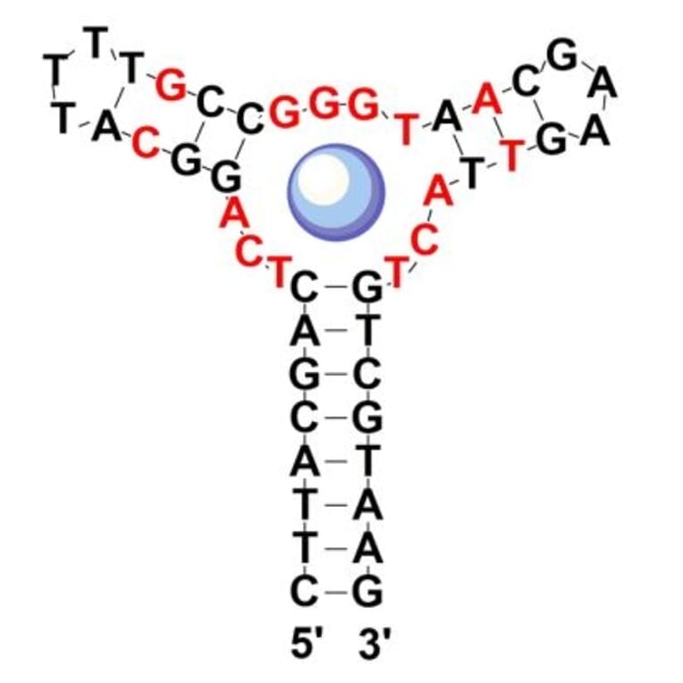 Secondary Structure - Anti-Methylenedioxypyrovalerone Aptamer (Biotin) (A321144) - Antibodies.com