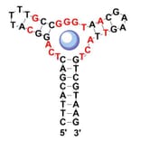 Secondary Structure - Anti-Methylenedioxypyrovalerone Aptamer (Biotin) (A321144) - Antibodies.com