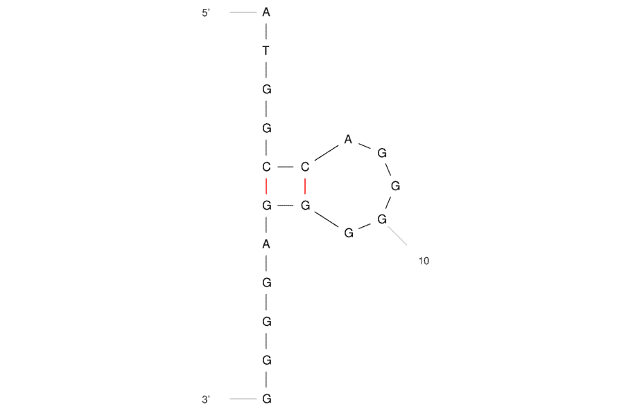 Secondary Structure - Anti-Esophageal Cancer Cells Aptamer [S3-2-3] (Biotin) (A321146) - Antibodies.com