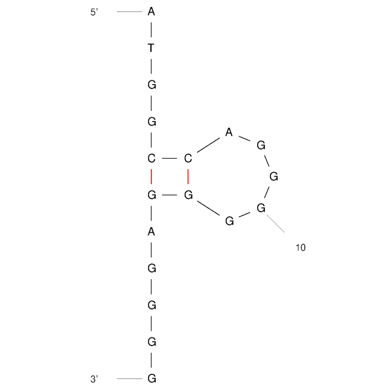 Secondary Structure - Anti-Esophageal Cancer Cells Aptamer [S3-2-3] (Biotin) (A321146) - Antibodies.com