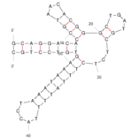 Secondary Structure - Anti-Lactoferrin Aptamer [YFL-4] (Biotin) (A321147) - Antibodies.com