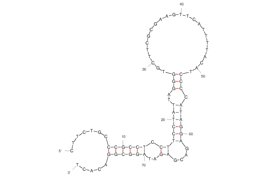 Secondary Structure - Anti-Ras Aptamer (Biotin) (A321148) - Antibodies.com