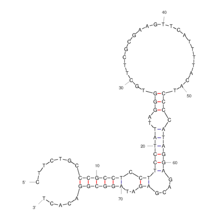 Secondary Structure - Anti-Ras Aptamer (Biotin) (A321148) - Antibodies.com