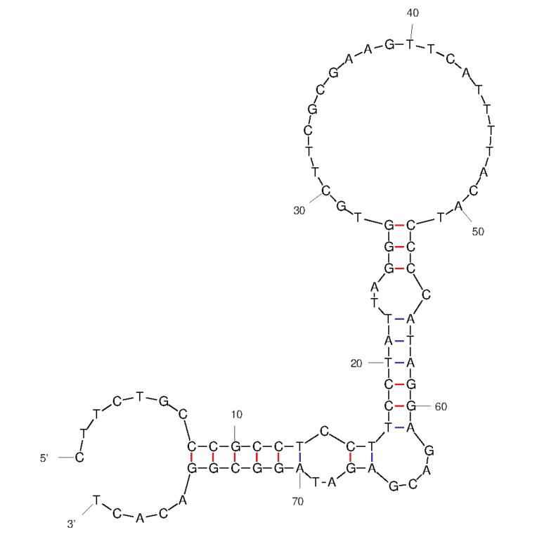 Secondary Structure - Anti-Ras Aptamer (Biotin) (A321148) - Antibodies.com