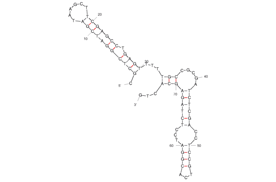 Secondary Structure - Anti-Ovarian Cancer Tumor Cells Aptamer [T3 ] (Biotin) (A321149) - Antibodies.com