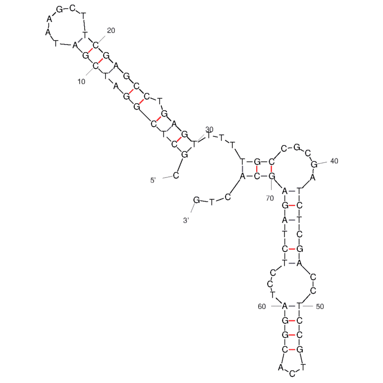Secondary Structure - Anti-Ovarian Cancer Tumor Cells Aptamer [T3 ] (Biotin) (A321149) - Antibodies.com