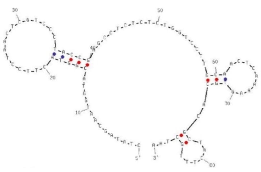 Secondary Structure - Anti-Colorectal Cancer Serum Aptamer [Seq-2] (Biotin) (A321151) - Antibodies.com