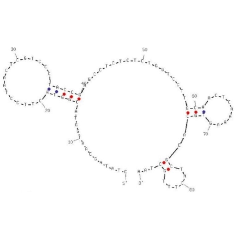 Secondary Structure - Anti-Colorectal Cancer Serum Aptamer [Seq-2] (Biotin) (A321151) - Antibodies.com