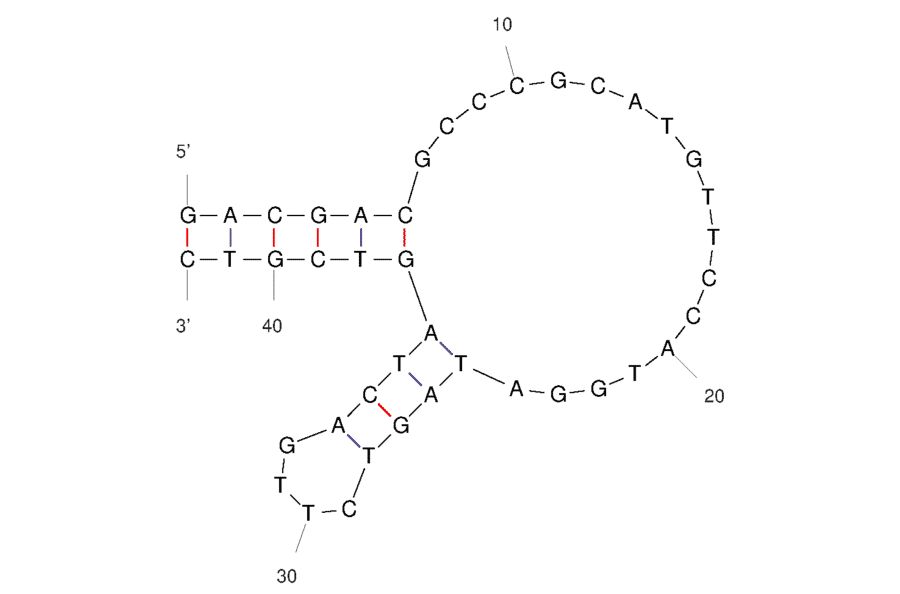 Secondary Structure - Anti-Cortisol Aptamer [CSS.1] (Biotin) (A321155) - Antibodies.com