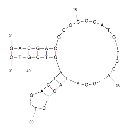 Secondary Structure - Anti-Cortisol Aptamer [CSS.1] (Biotin) (A321155) - Antibodies.com