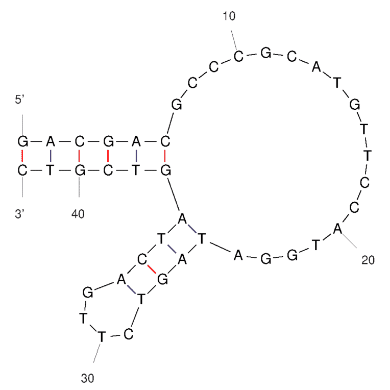 Secondary Structure - Anti-Cortisol Aptamer [CSS.1] (Biotin) (A321155) - Antibodies.com