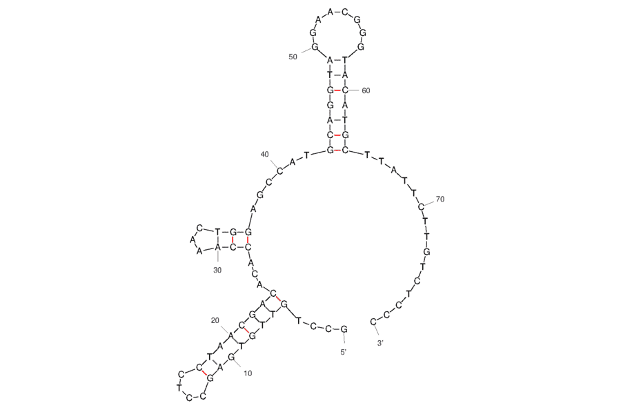 Secondary Structure - Anti-Platelets Aptamer [APT-1] (Biotin) (A321157) - Antibodies.com