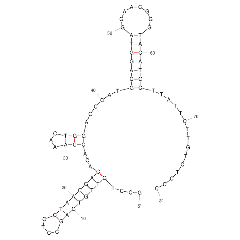 Secondary Structure - Anti-Platelets Aptamer [APT-1] (Biotin) (A321157) - Antibodies.com