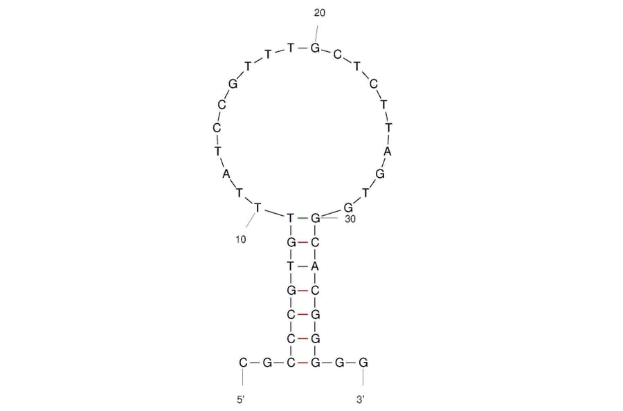 Secondary Structure - Anti-Human IgE Aptamer (Biotin) (A321158) - Antibodies.com