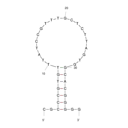 Secondary Structure - Anti-Human IgE Aptamer (Biotin) (A321158) - Antibodies.com