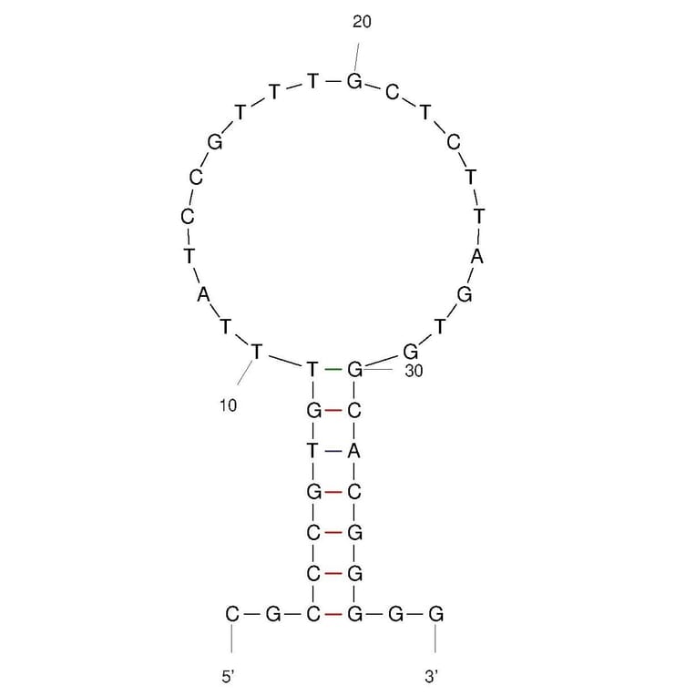 Secondary Structure - Anti-Human IgE Aptamer (Biotin) (A321158) - Antibodies.com