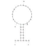 Secondary Structure - Anti-Human IgE Aptamer (Biotin) (A321158) - Antibodies.com