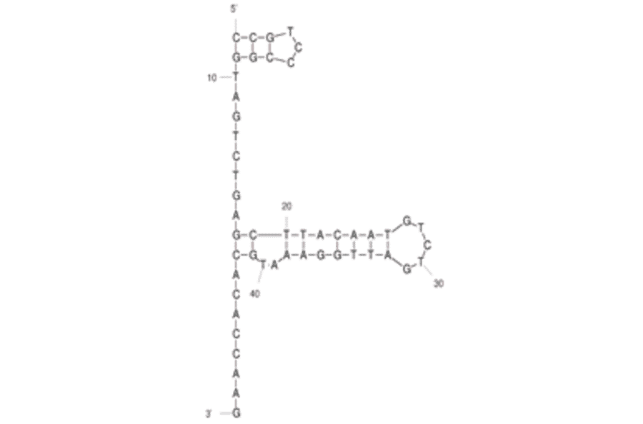 Secondary Structure - Anti-Listeria monocytogenes Aptamer [LM3] (Biotin) (A321162) - Antibodies.com