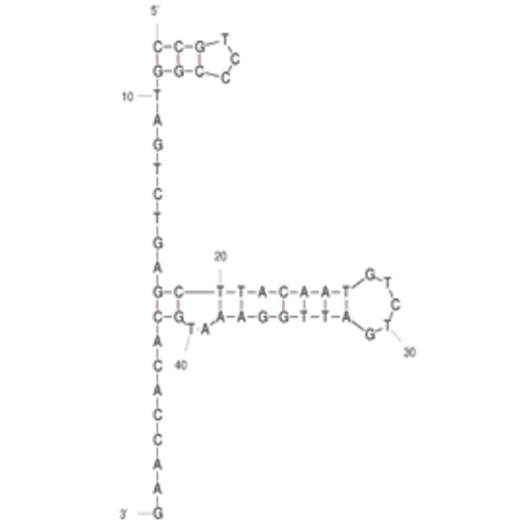 Secondary Structure - Anti-Listeria monocytogenes Aptamer [LM3] (Biotin) (A321162) - Antibodies.com