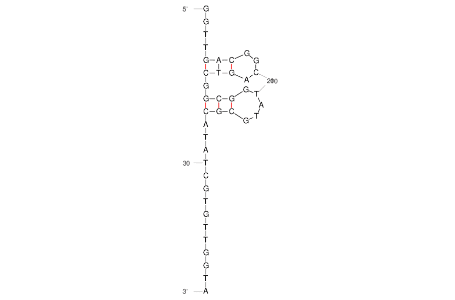 Secondary Structure - Anti-Collagen X1 alpha 1 Aptamer [D1] (Biotin) (A321163) - Antibodies.com