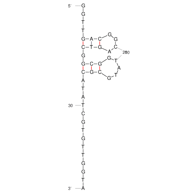 Secondary Structure - Anti-Collagen X1 alpha 1 Aptamer [D1] (Biotin) (A321163) - Antibodies.com