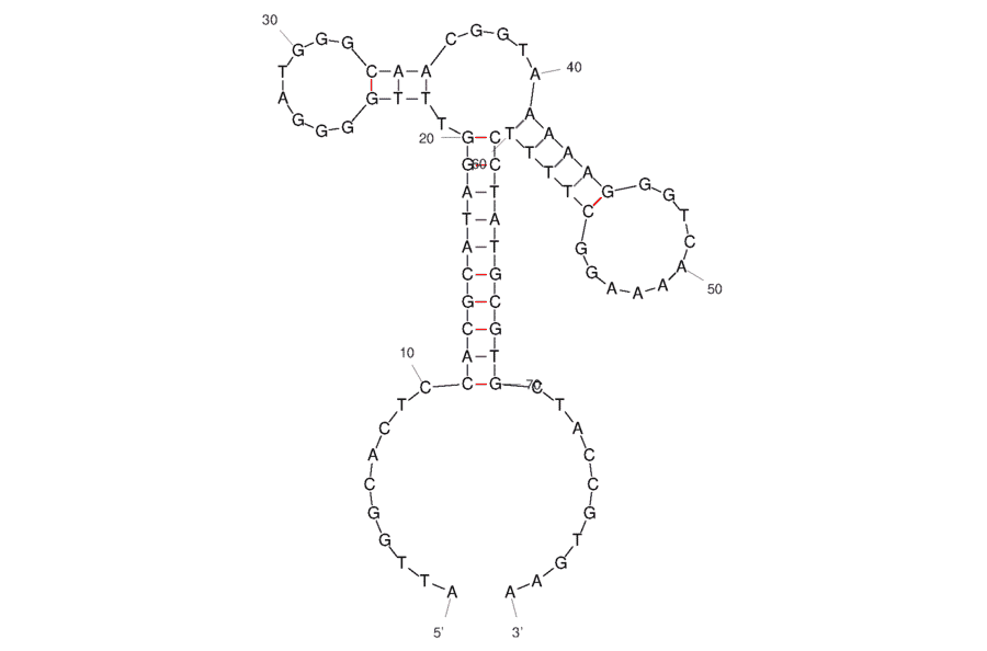 Secondary Structure - Anti-alpha Conotoxin MI Aptamer (Biotin) (A321164) - Antibodies.com