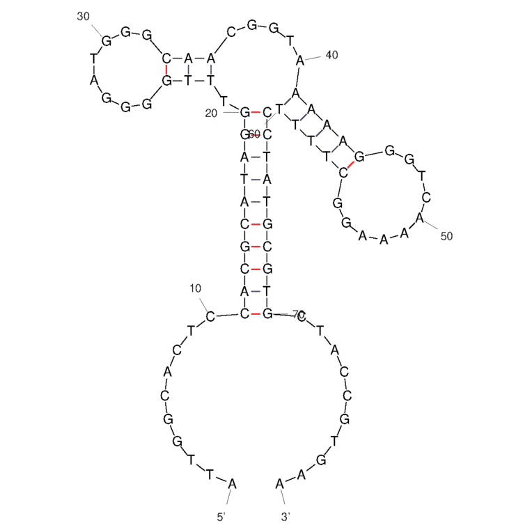 Secondary Structure - Anti-alpha Conotoxin MI Aptamer (Biotin) (A321164) - Antibodies.com