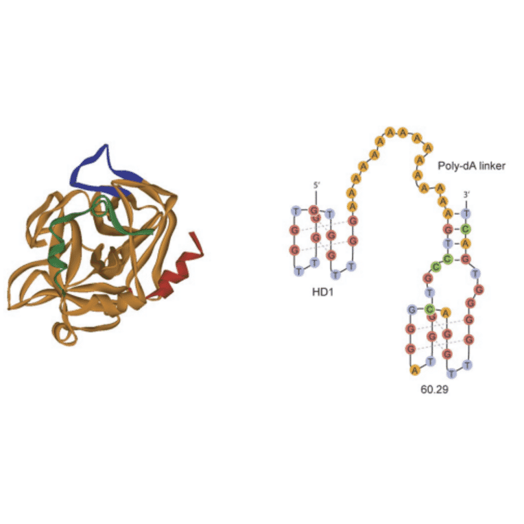 Secondary and Tertiary Structure - Anti-Thrombin Aptamer [HD1-60.29-15dA] (Biotin) (A321165) - Antibodies.com