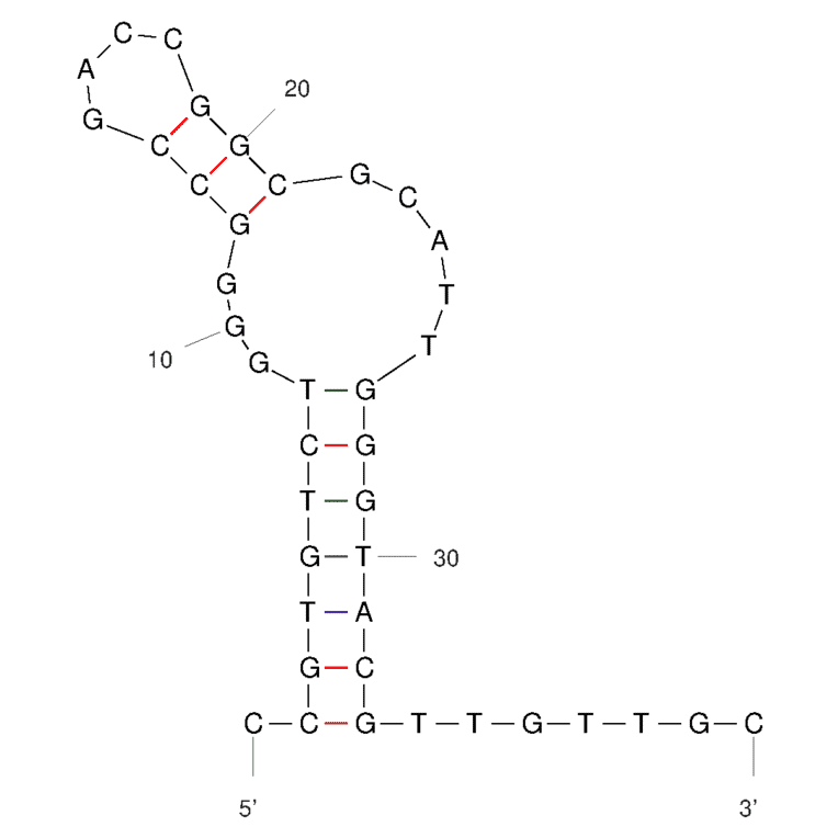 Secondary Structure - Anti-Cytochrome C Aptamer (Biotin) (A321168) - Antibodies.com