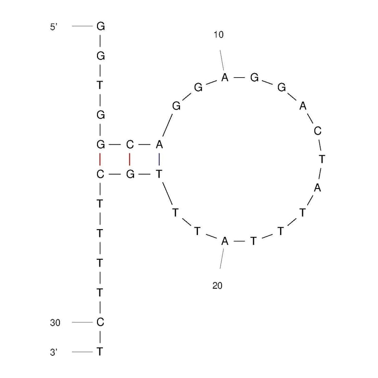 Secondary Structure - Anti-IL-6 Aptamer (Biotin) (A321169) - Antibodies.com