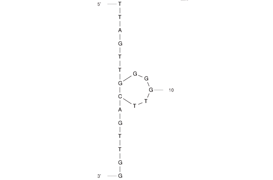 Secondary Structure - Anti-Ampcillin Aptamer [AMP18] (Biotin) (A321171) - Antibodies.com
